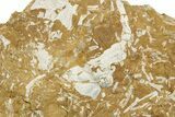Ordovician Kukersite Oil Shale w/ Bryozoan & Trilobite Fossils #369585-1